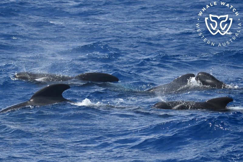 Whale Watch Western Australia