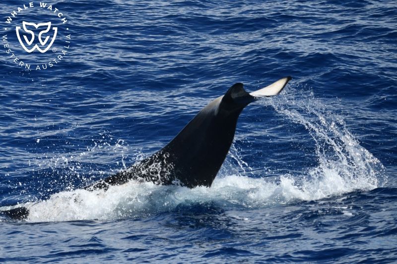 Whale Watch Western Australia
