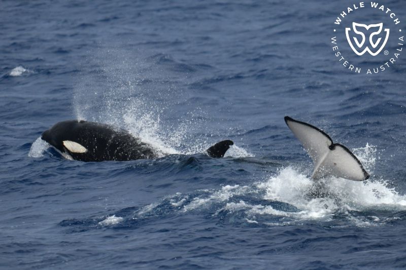 Whale Watch Western Australia