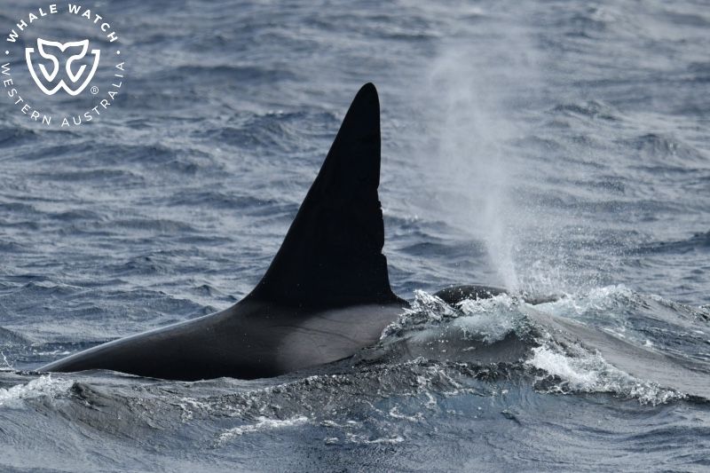Whale Watch Western Australia