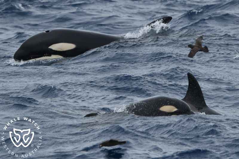 Whale Watch Western Australia