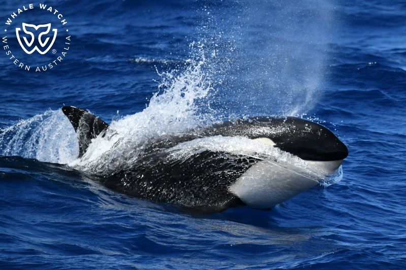 Whale Watch Western Australia