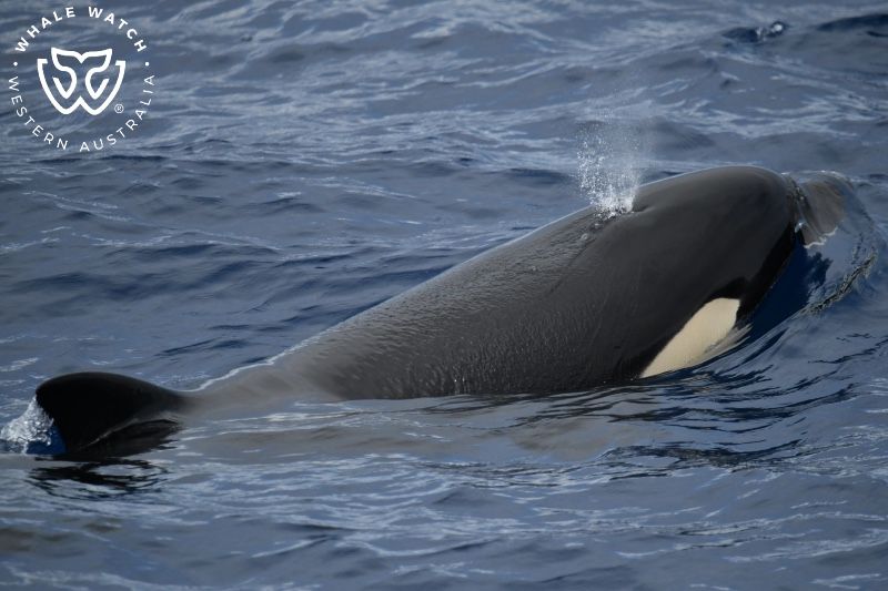 Whale Watch Western Australia