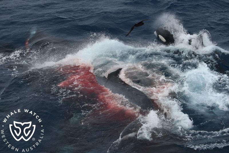 Whale Watch Western Australia