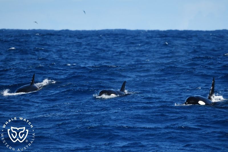 Whale Watch Western Australia