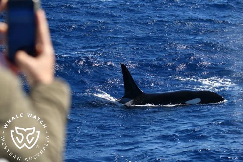 Whale Watch Western Australia