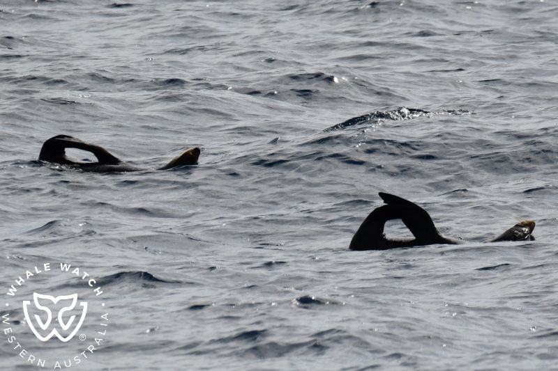 Whale Watch Western Australia