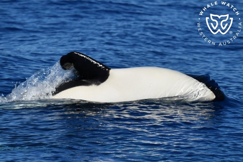 Whale Watch Western Australia