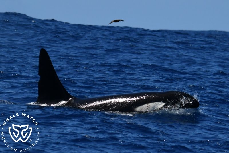 Whale Watch Western Australia