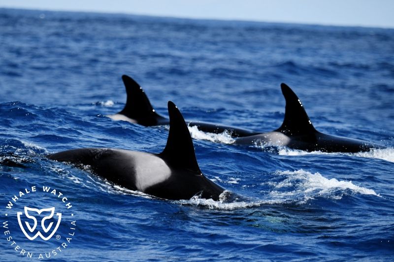 Whale Watch Western Australia