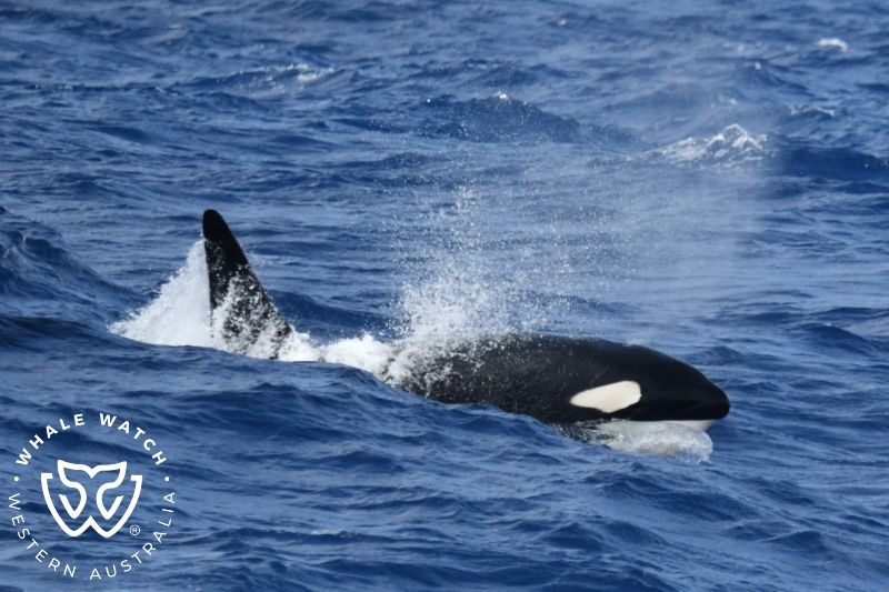 Whale Watch Western Australia