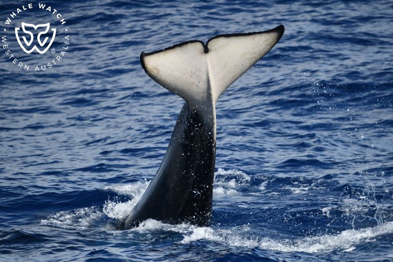 Whale Watch Western Australia