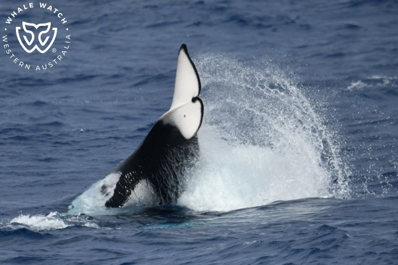 Whale Watch Western Australia