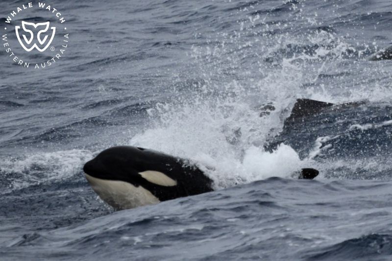 Whale Watch Western Australia