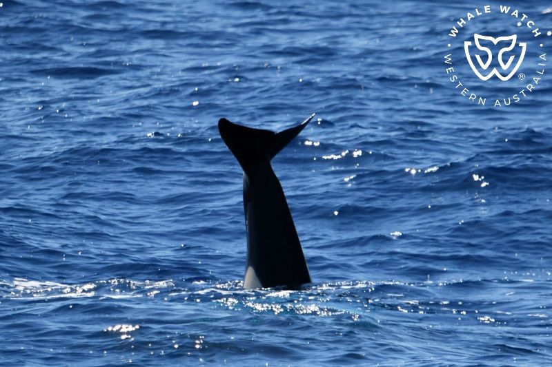 Whale Watch Western Australia