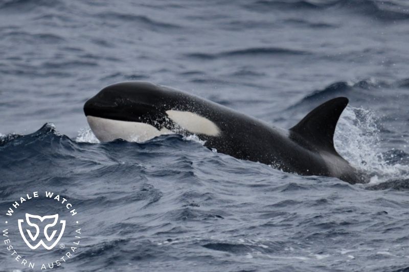 Whale Watch Western Australia