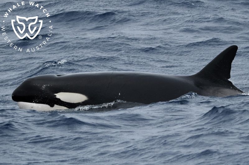 Whale Watch Western Australia