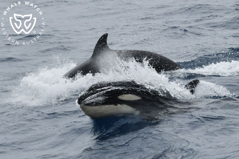 Whale Watch Western Australia