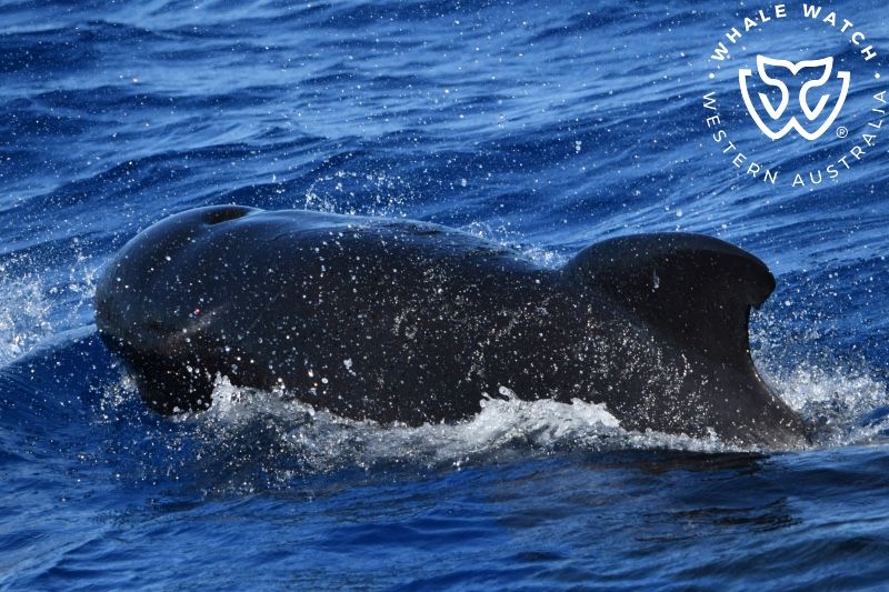 Whale Watch Western Australia