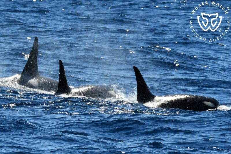 Whale Watch Western Australia