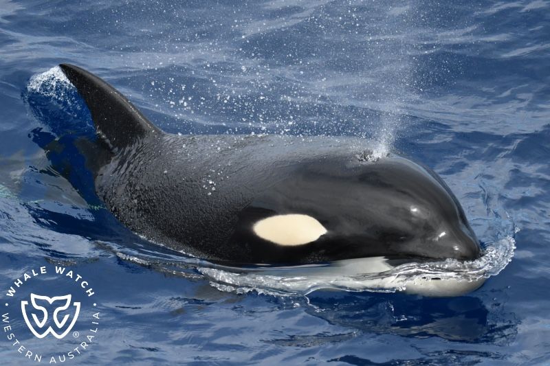 Whale Watch Western Australia