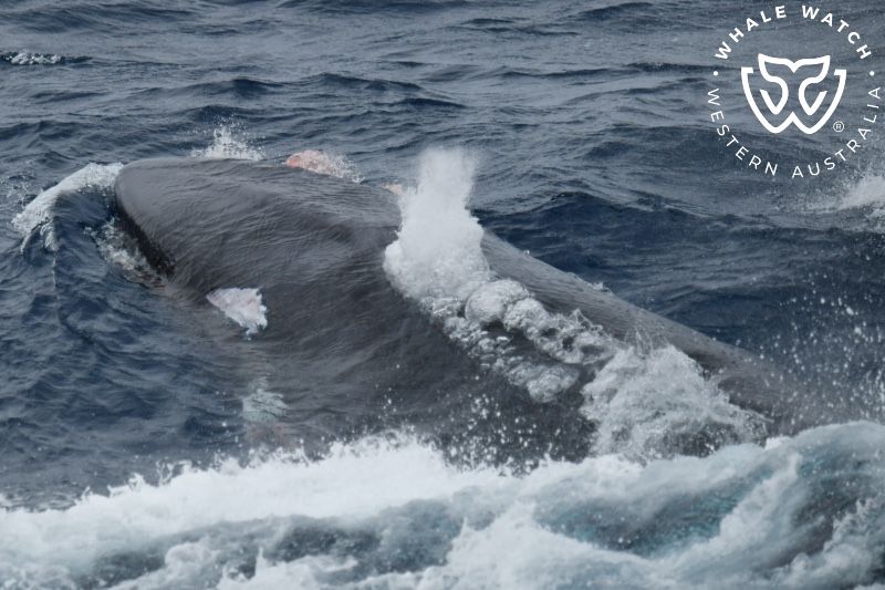 Whale Watch Western Australia