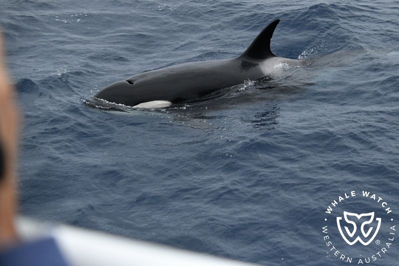 Whale Watch Western Australia