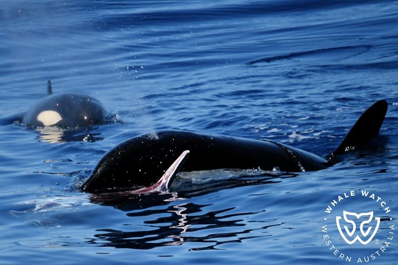 Whale Watch Western Australia