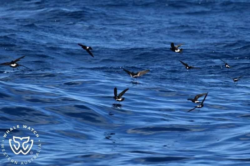 Whale Watch Western Australia