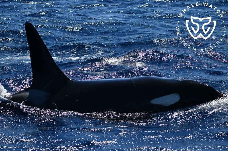 Whale Watch Western Australia