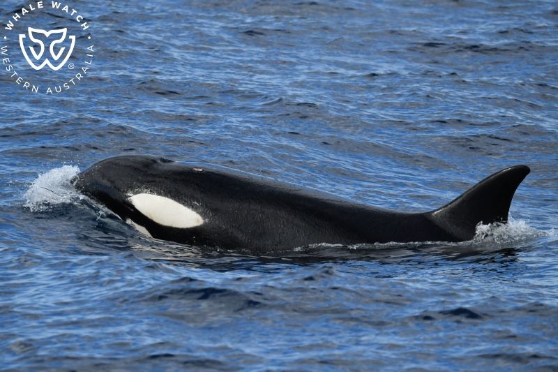 Whale Watch Western Australia