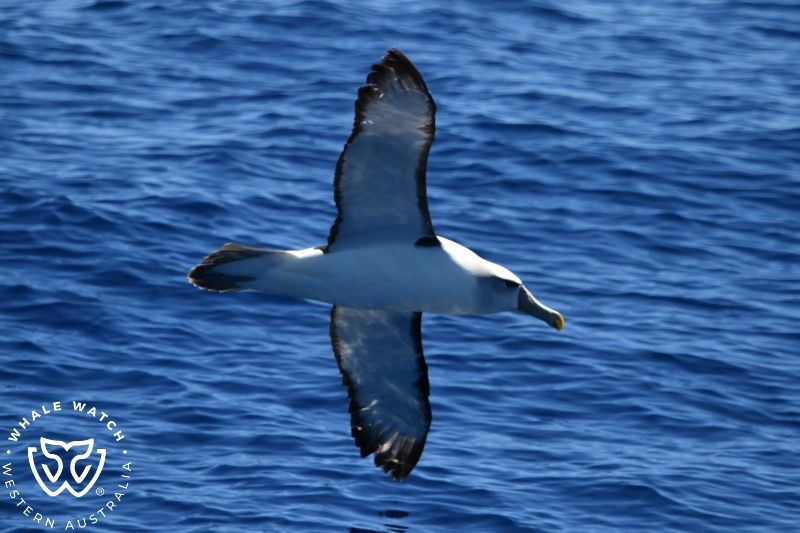 Whale Watch Western Australia