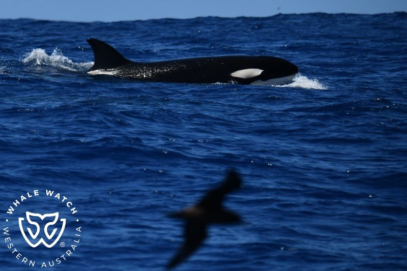 Whale Watch Western Australia