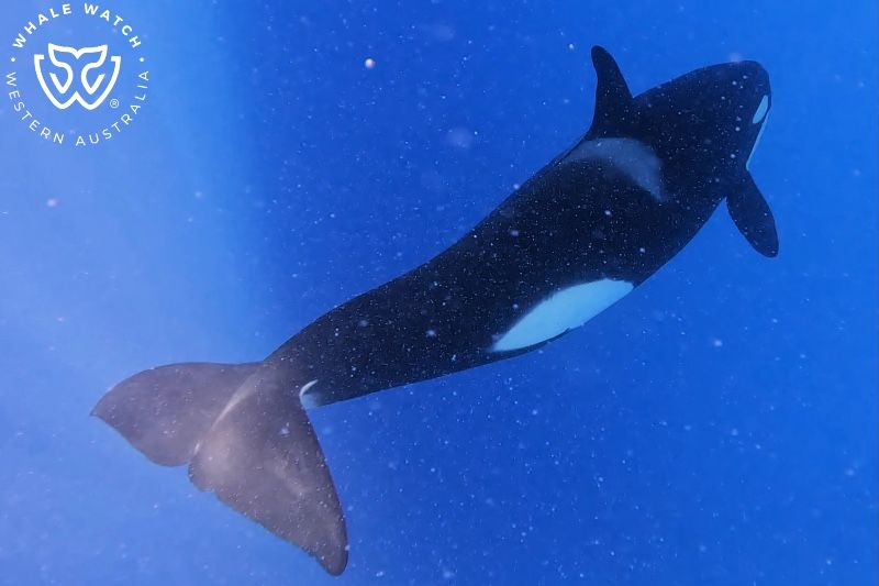 Whale Watch Western Australia