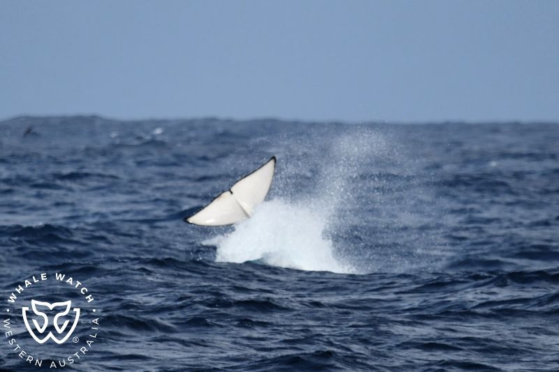 Whale Watch Western Australia