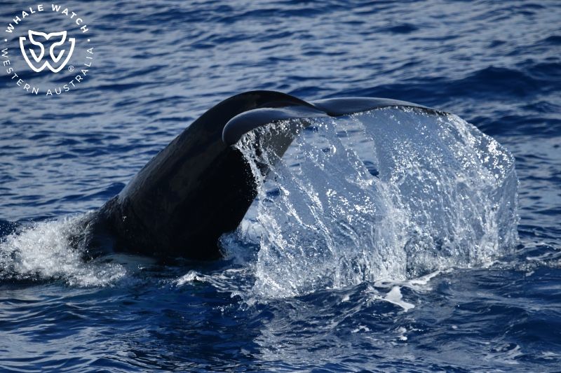 Whale Watch Western Australia