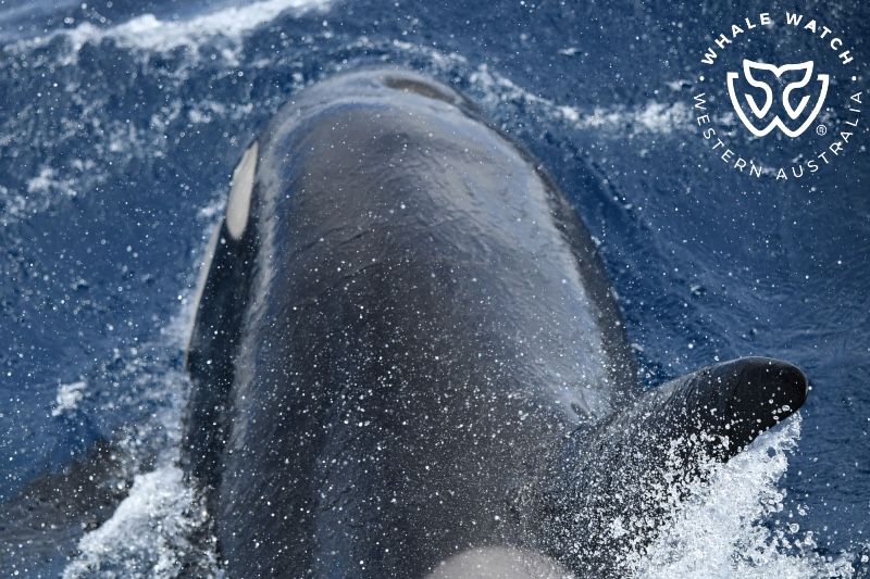 Whale Watch Western Australia