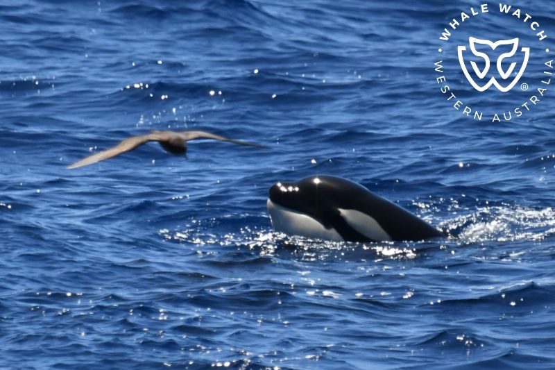 Whale Watch Western Australia