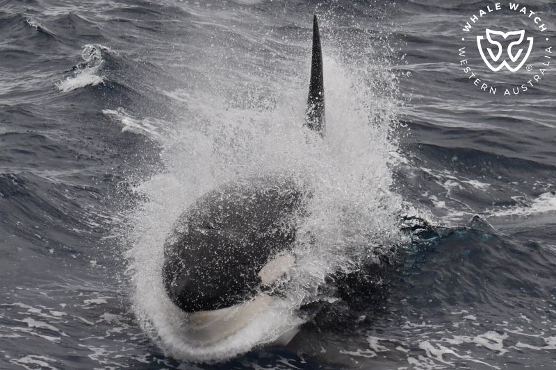 Whale Watch Western Australia