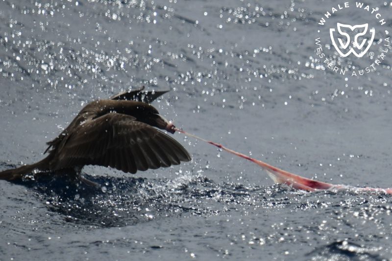 Whale Watch Western Australia
