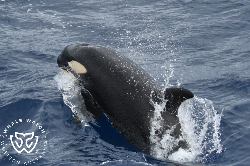 Whale Watch Western Australia