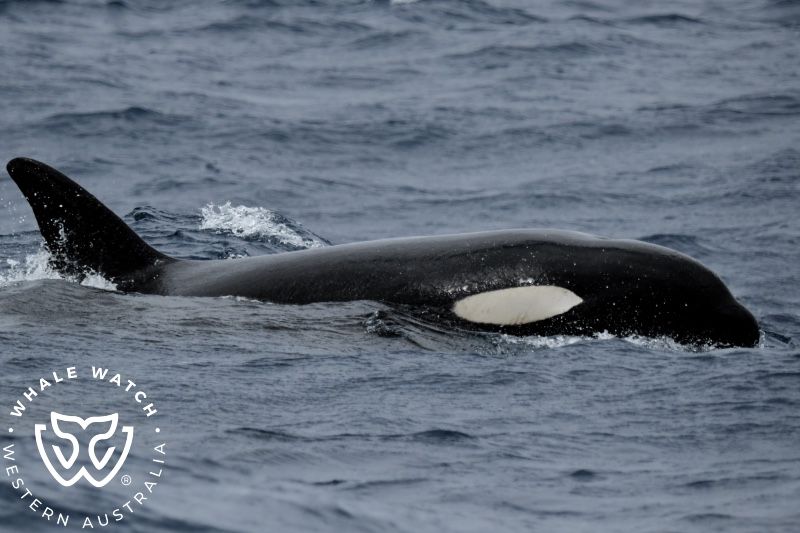 Whale Watch Western Australia