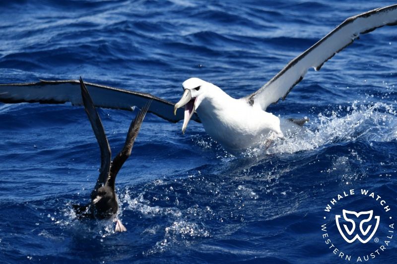 Whale Watch Western Australia