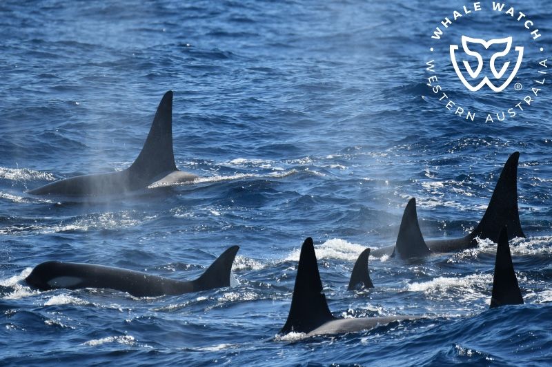 Whale Watch Western Australia