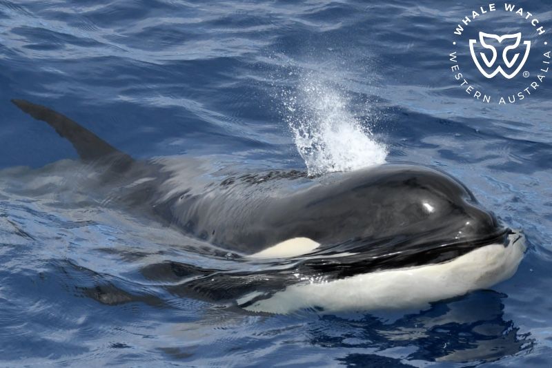 Whale Watch Western Australia