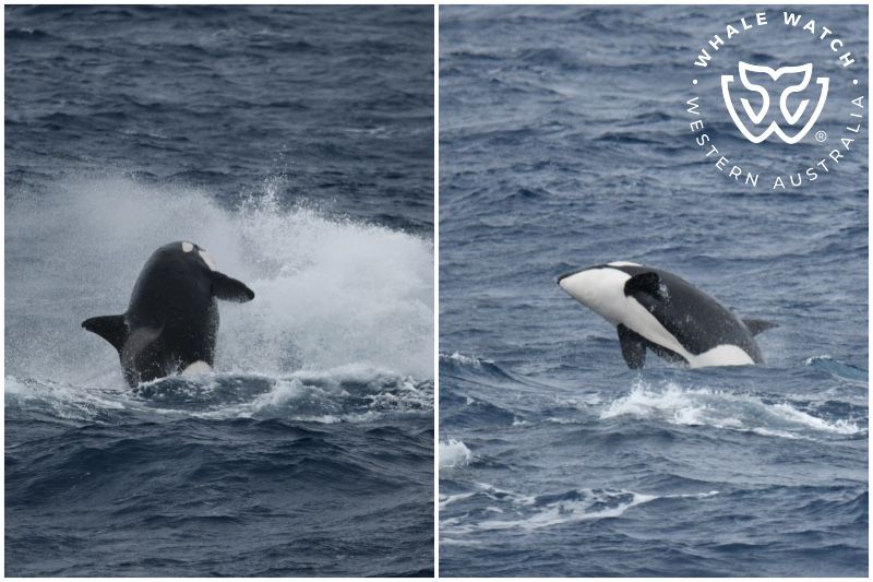 Whale Watch Western Australia