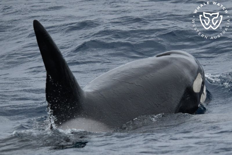 Whale Watch Western Australia