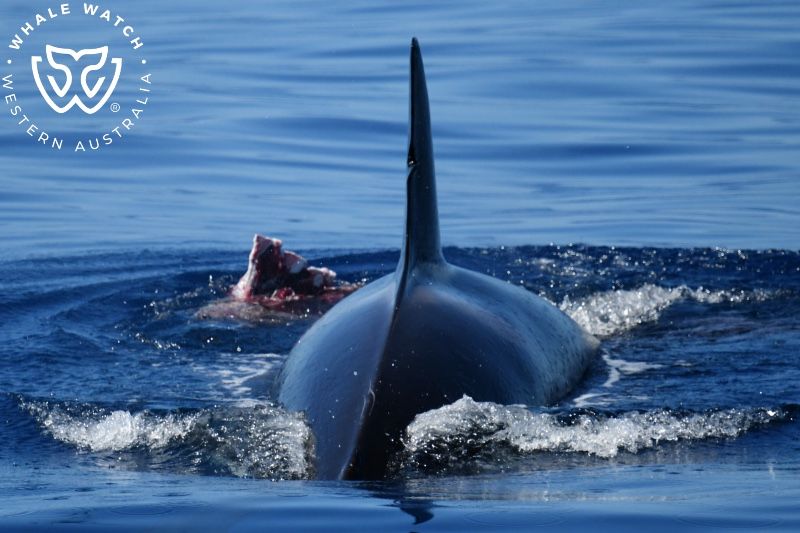 Whale Watch Western Australia
