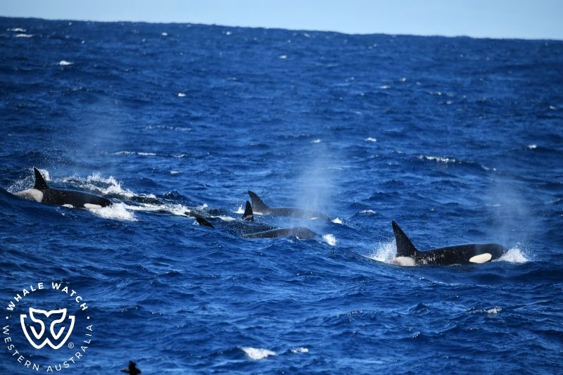 Whale Watch Western Australia