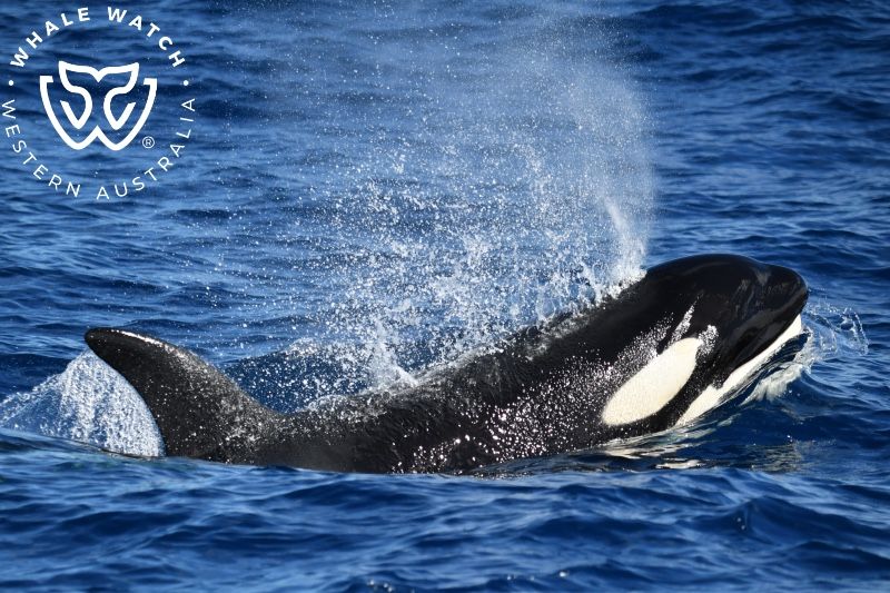 Whale Watch Western Australia